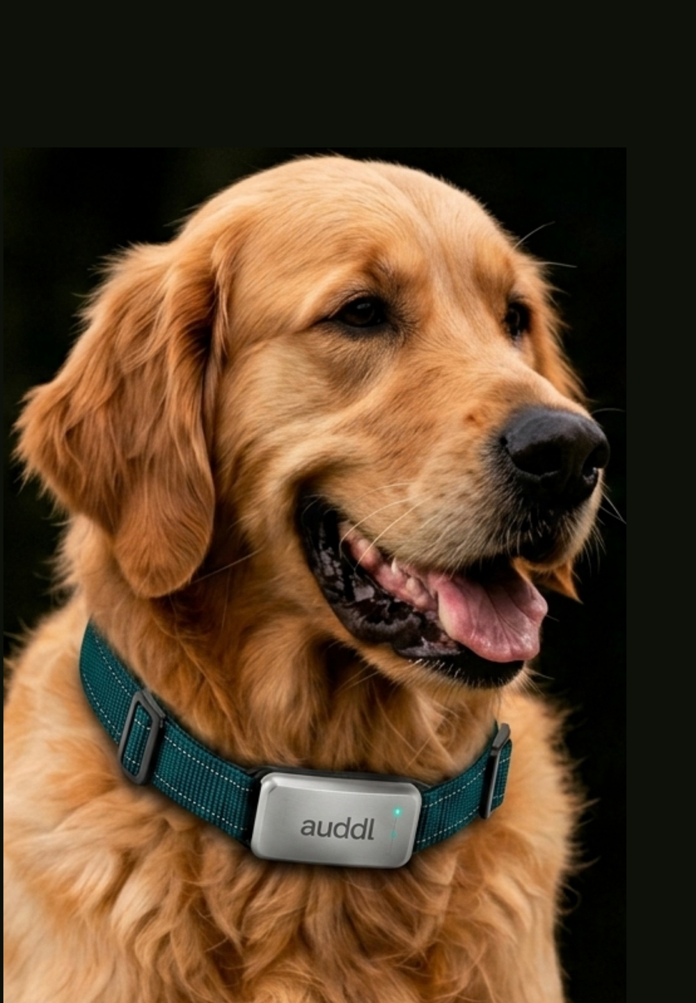 Give your dog the insights they deserve.
