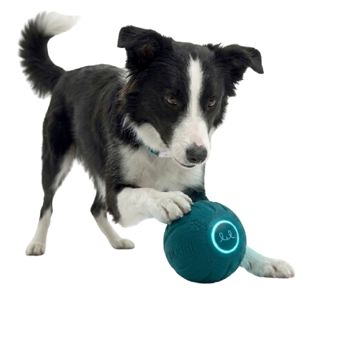 pet
